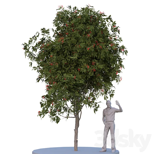 Rowan tree. Summer autumn 3DModel