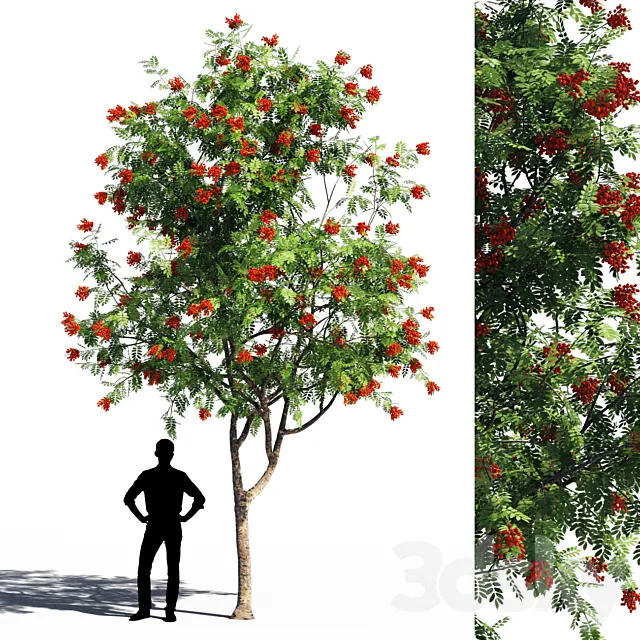 Rowanberries 5 Free Download