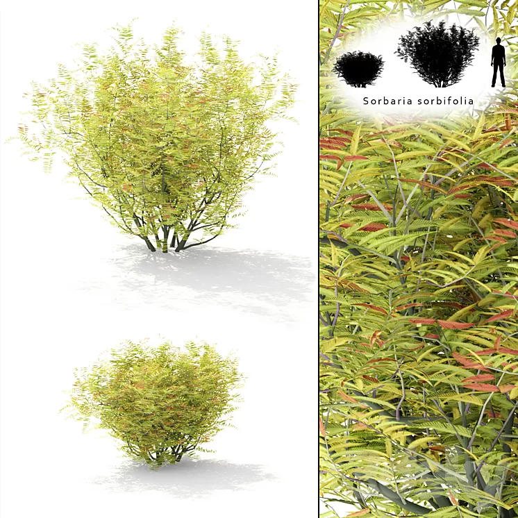 Rowberry rowan bush | Sorbaria sorbifolia 3D Model