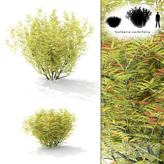 Rowberry rowan bush | Sorbaria sorbifolia 3DModel