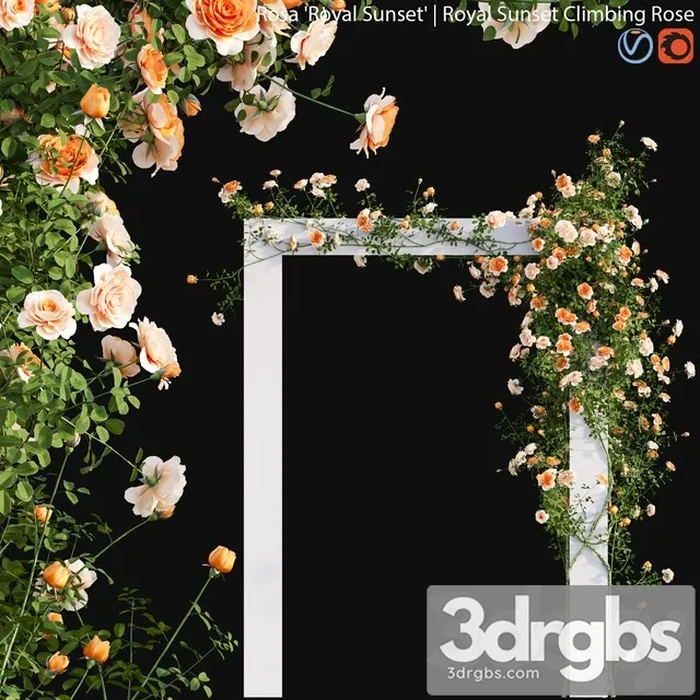 Royal Sunset Climbing Rose 01 3D Model Free