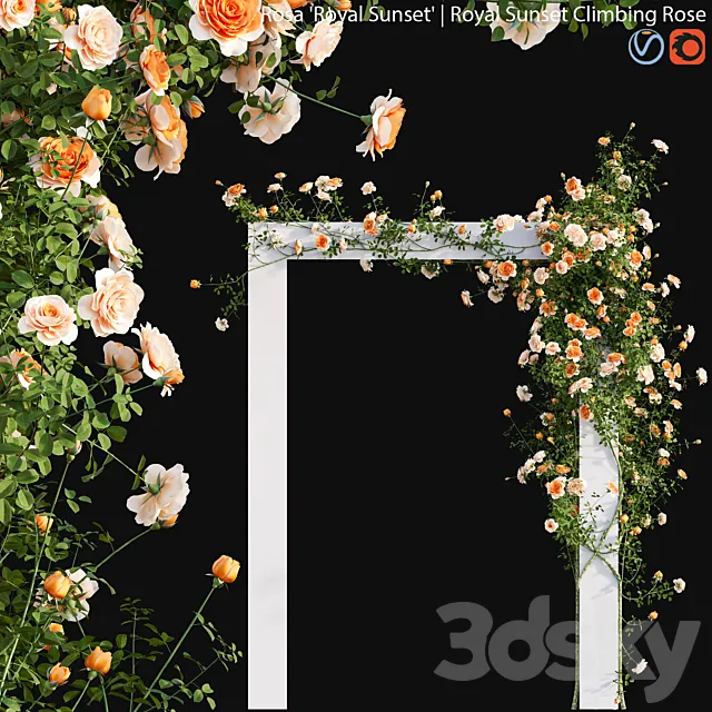 Royal Sunset Climbing Rose 01 3D Model
