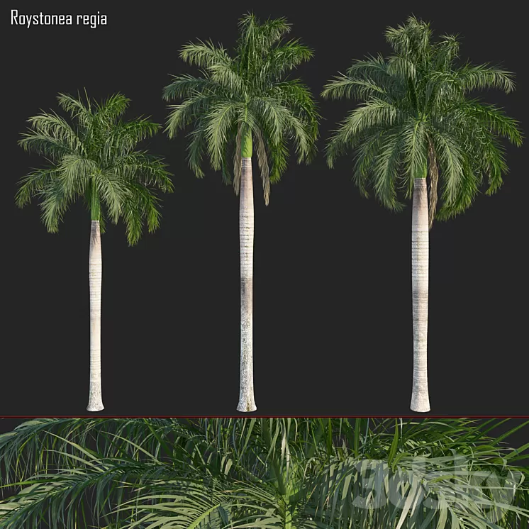 Roystonea regia_01 3D Model