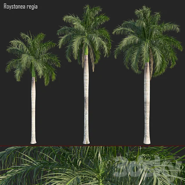 Roystonea regia_01 3DModel