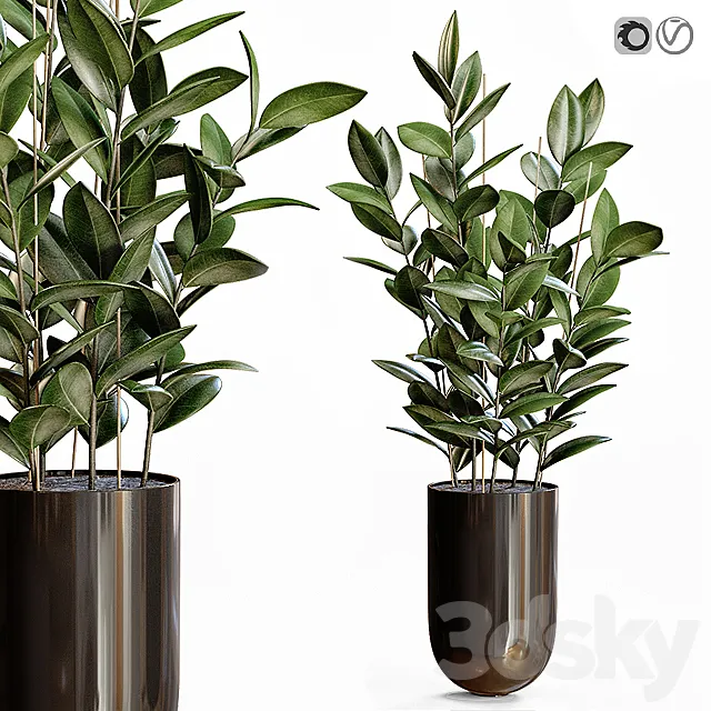 Rubber plant 3D Model