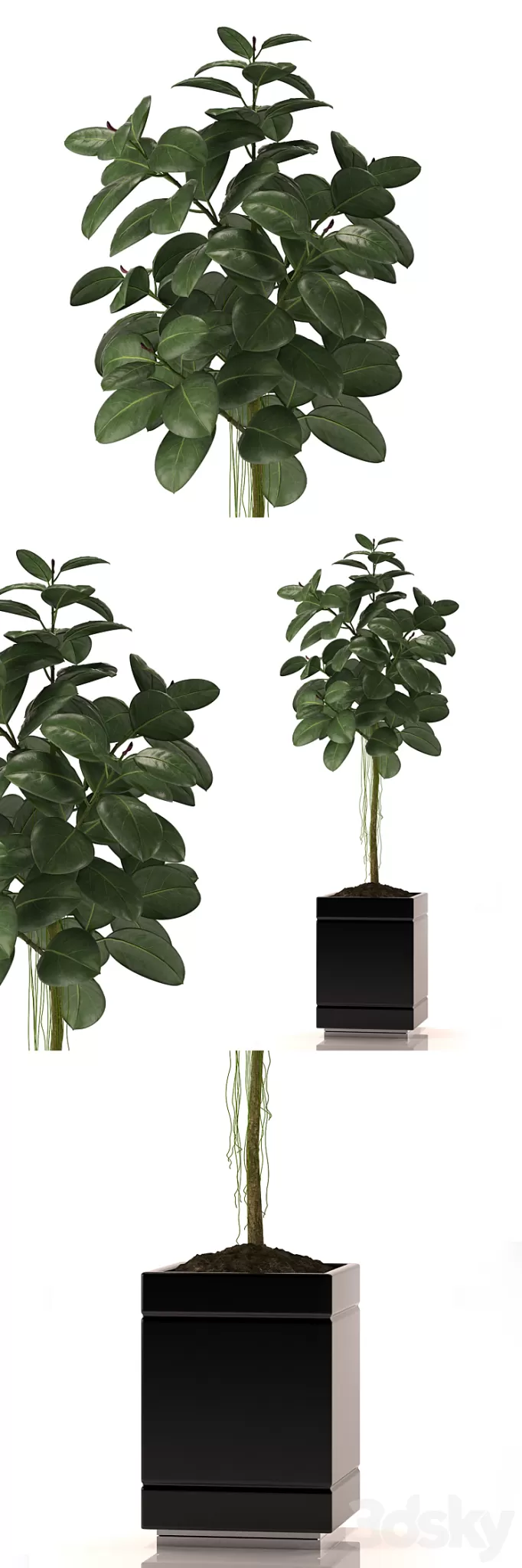 RUBBER PLANTS 22 3D Model