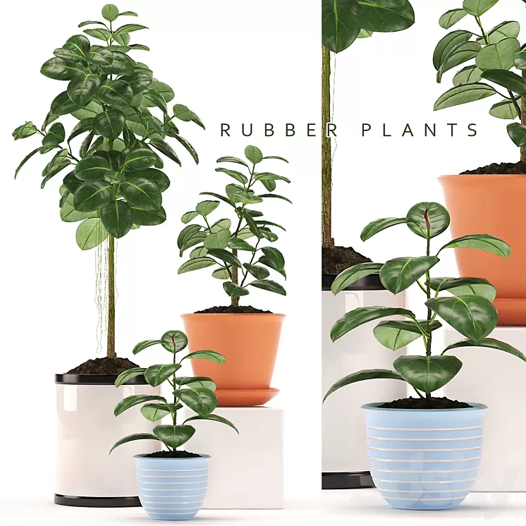 RUBBER PLANTS 47 3D Model