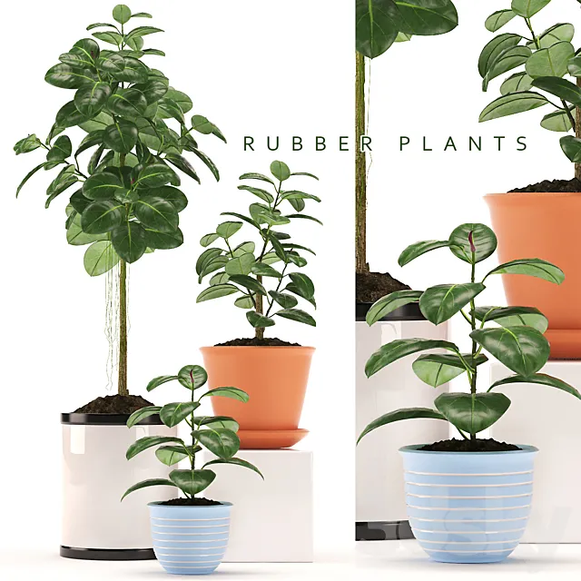RUBBER PLANTS 47 3DModel