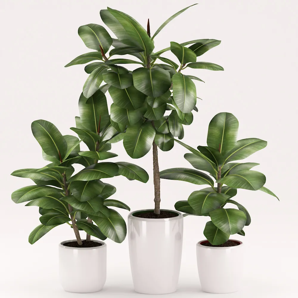 Rubber plants with ceramic pot 3D Model