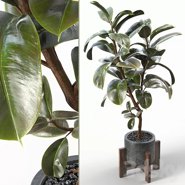 Rubber Tree 004 3D Model Free