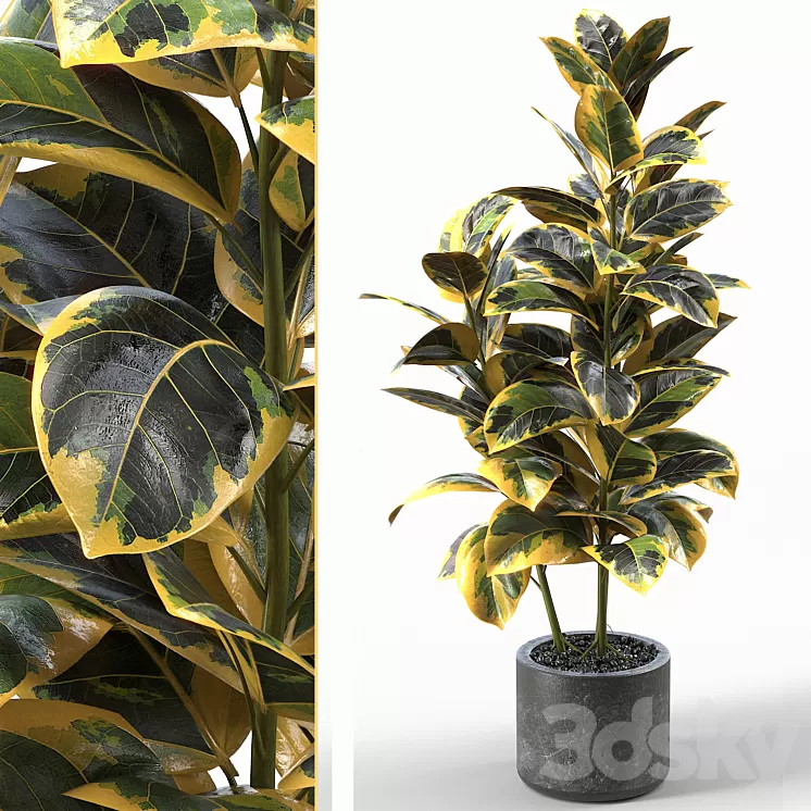 Rubber Tree 004 3D Model Free