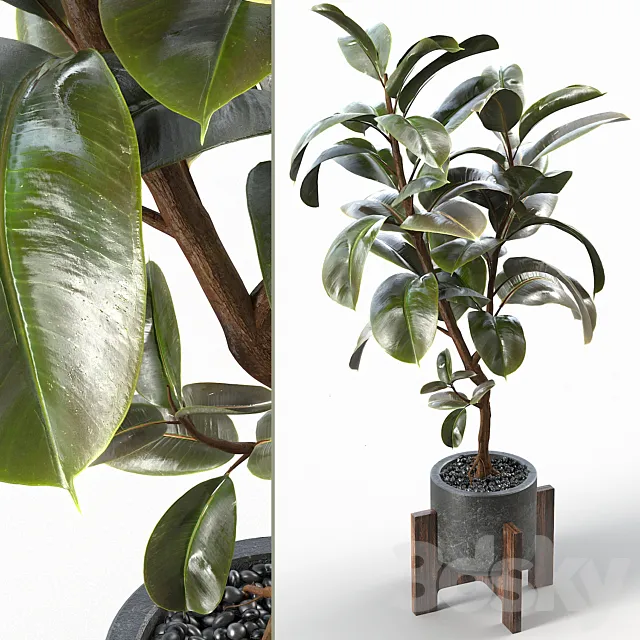 Rubber Tree 004 3DModel