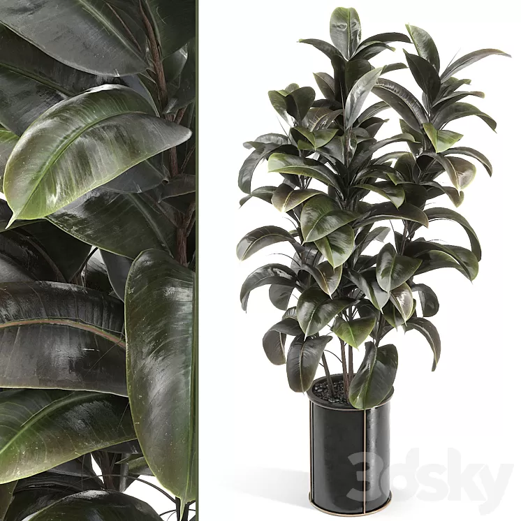 rubber tree 019 3D Model Free