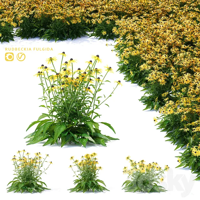 Rudbeckia brilliant flowers | Rudbeckia fulgida 3D Model
