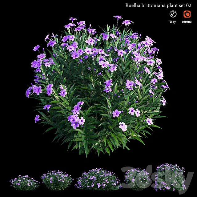 Ruellia brittoniana plant set 02 3D Model