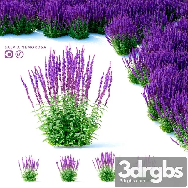 Sage Oakberry Flowers Salvia Nemorosa 3D Model Free