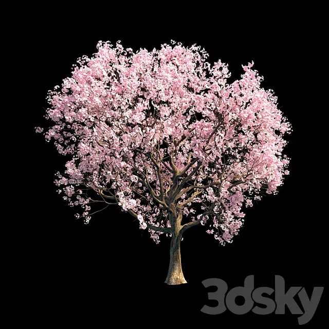 Sakura 8 3D Model