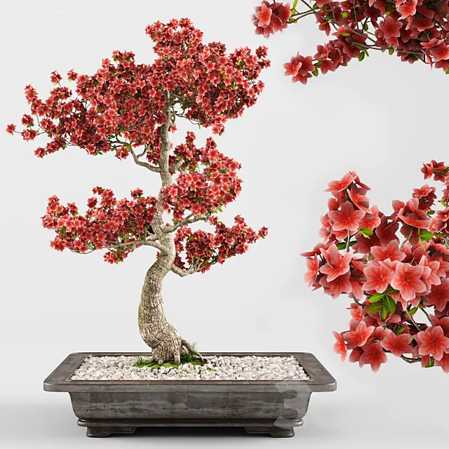 Sakura Bonsai Tree 02 3DModel