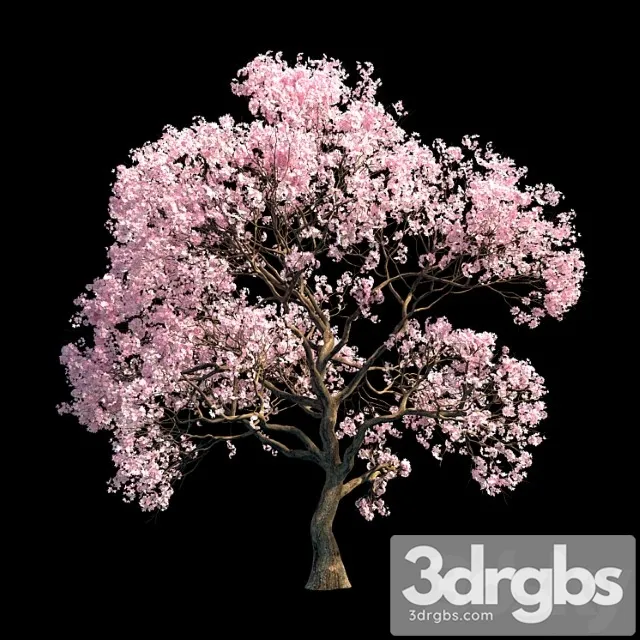 Sakura Tree 3D Model Free
