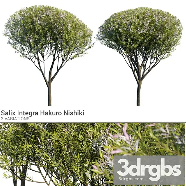 Salix Integra Hakuro Nishiki 3D Model Free