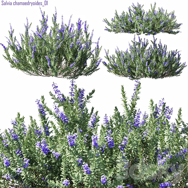 Salvia chamaedryoides 01 Free Download