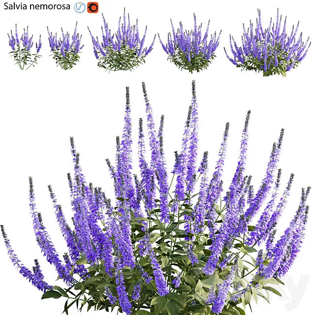 Salvia nemorosa 3D Model