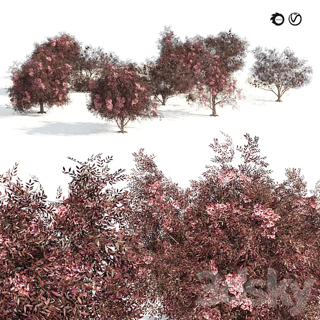 Sambucus nigra black elderberry Trees Free Download