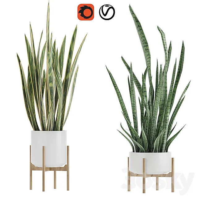 Sansevieria 2 3D Model