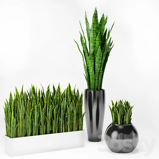 Sansevieria 2 3DModel