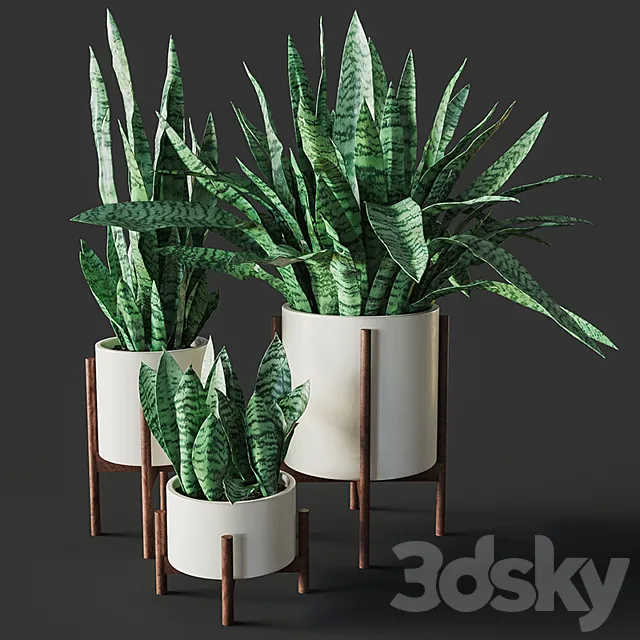 Sansevieria 2 3DModel