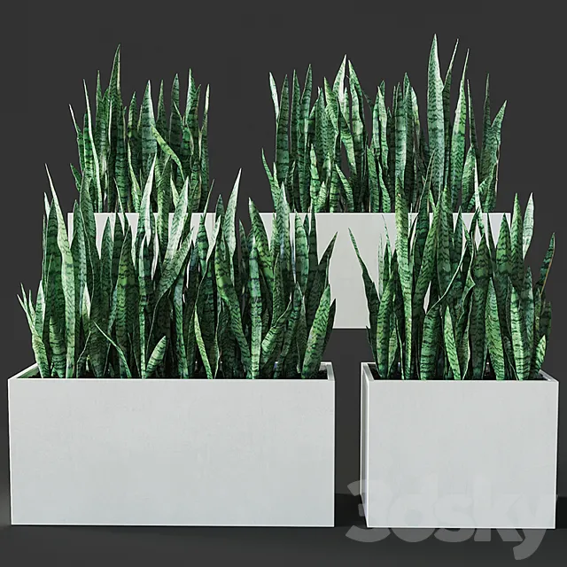 Sansevieria 3 3D Model