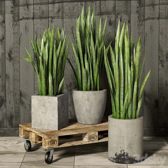 Sansevieria 3D Model