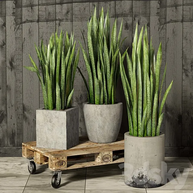 Sansevieria 3DModel