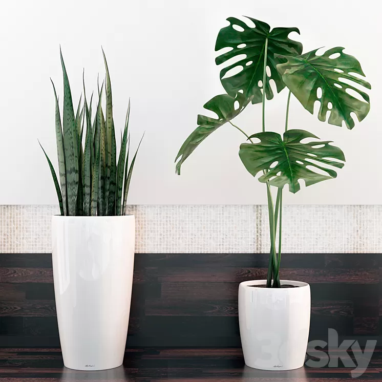 sansevieria monstera 3D Model