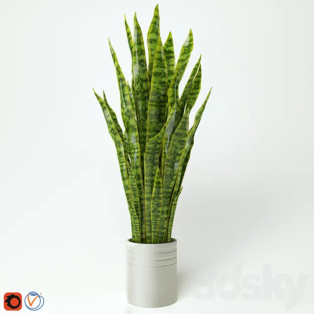Sansevieria "snake plant" "Teschin language" 3D Model
