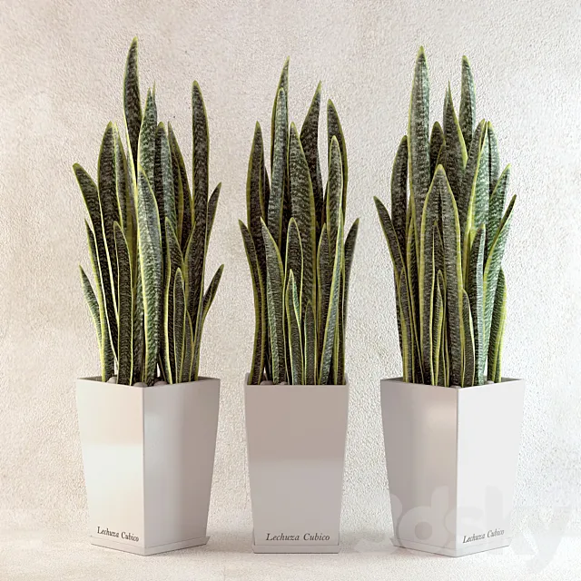 sansevieriya 3DModel