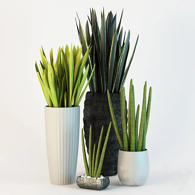 Sansevieriya. 3DModel