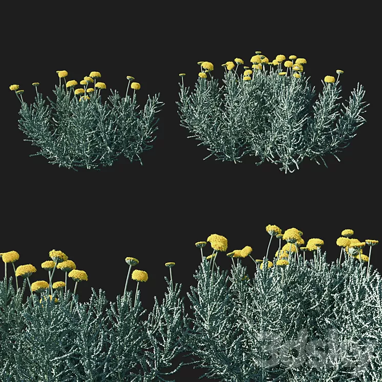 Santolina chamaecyparissus 02 3D Model