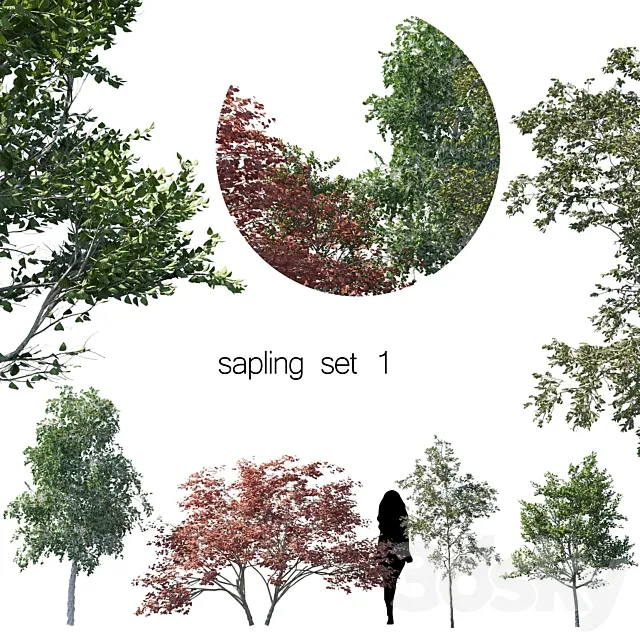 sapling set 1 Free Download
