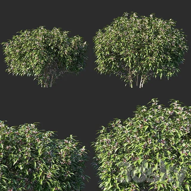 Sarcococca hookeriana Tree 02 3D Model