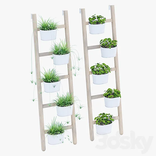 Satsumas three 3DModel