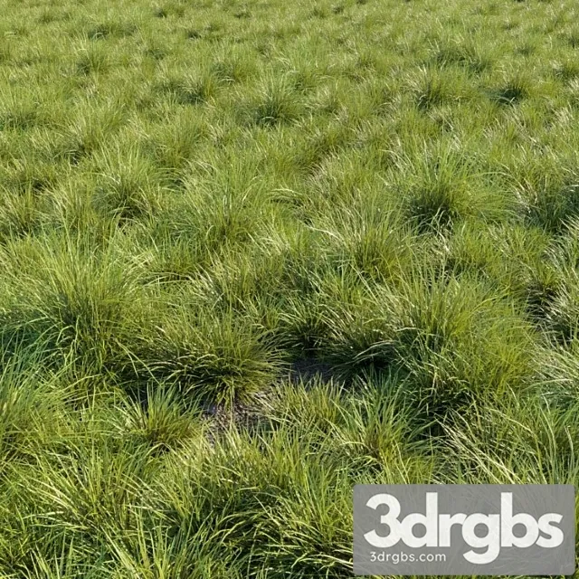 Saw Sedges Grass 3D Model Free