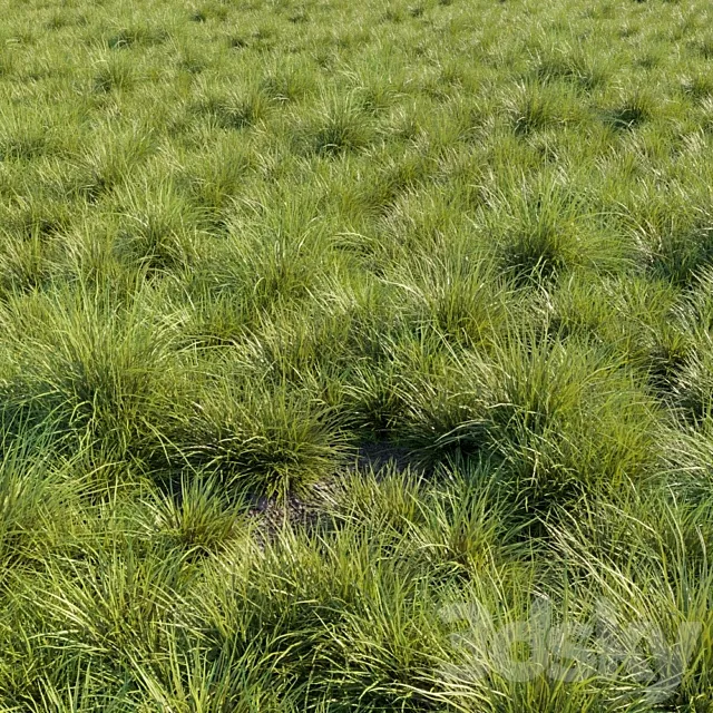Saw-sedges grass 3D Model