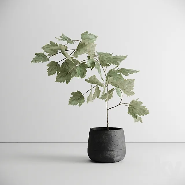 Scandinavian Plant 3D Model