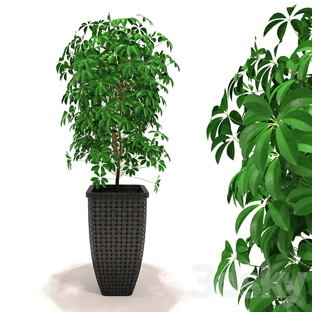 Scheffler - Schefflera 3DModel
