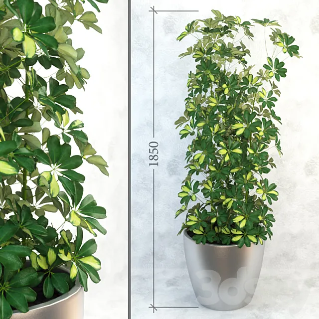 Schefflera _ Column 3D Model
