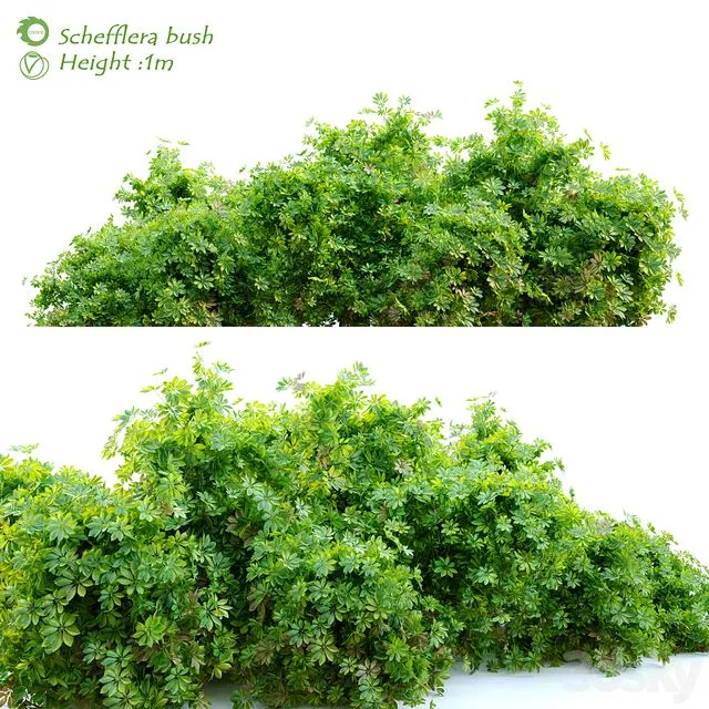 Schefflera bush 3D Model