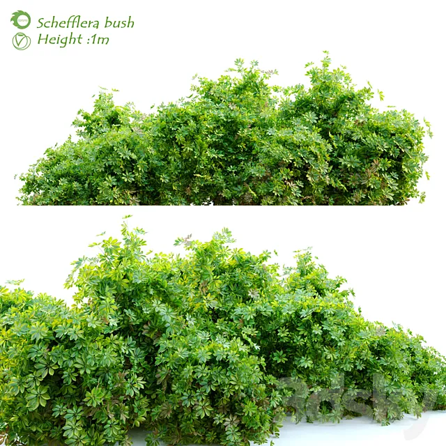 Schefflera bush Free Download