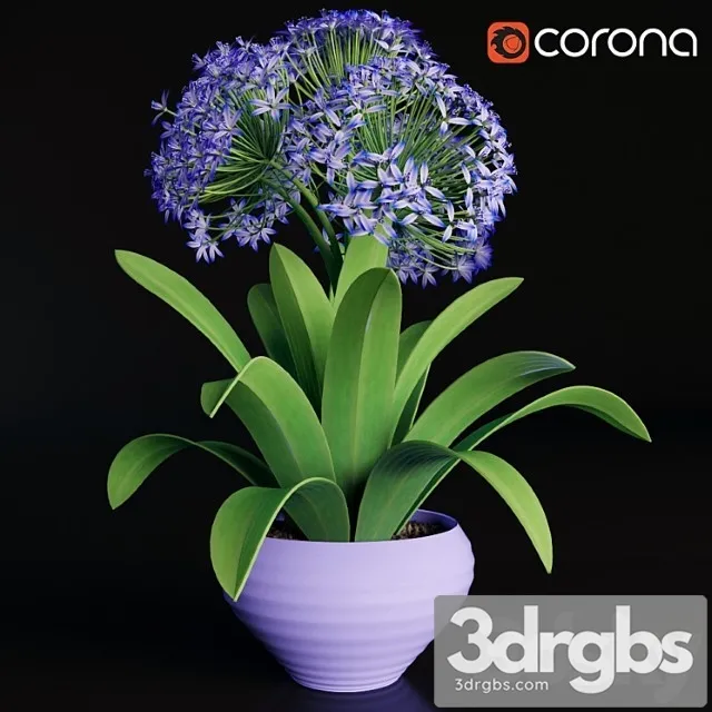 Scilla Peruviana 1 3D Model Free