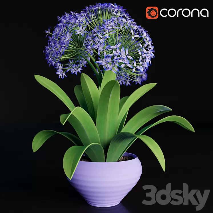Scilla peruviana 3D Model
